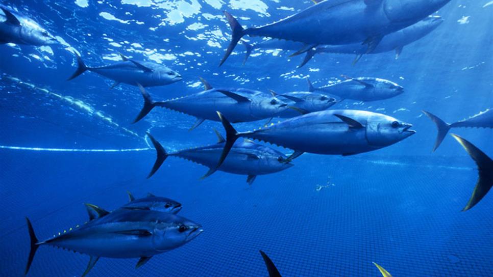 La pesca de atún es altamente sustentable: Conapesca