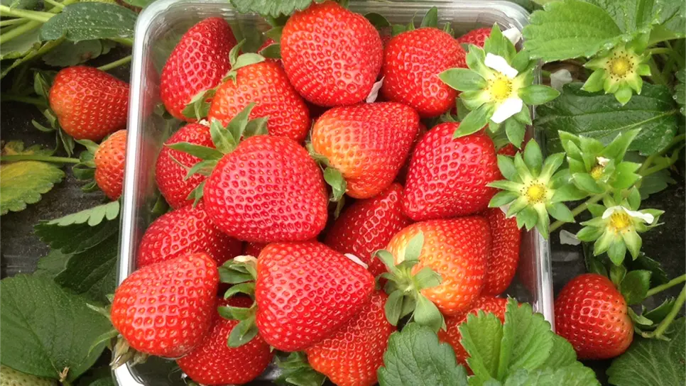 En primavera campo mexicano ofrece nutritivas frutas y verduras