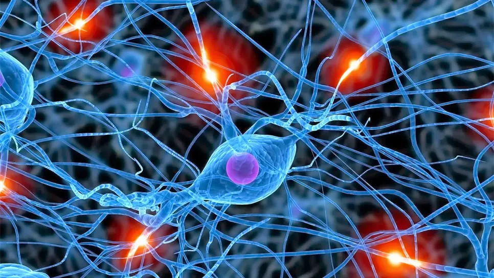 El ejercicio favorece al nacimiento de nuevas neuronas