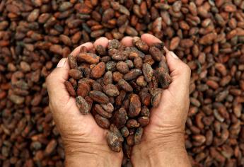 El cacao, lejos del popular chocolate