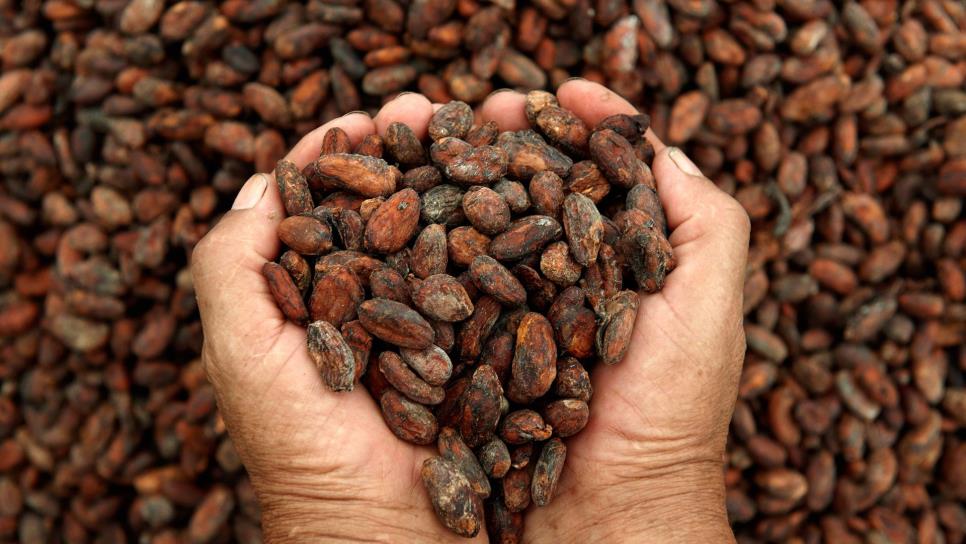 El cacao, lejos del popular chocolate