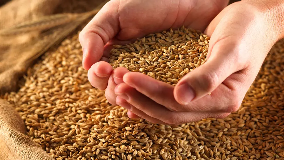 Sugieren consumir fibra para evitar enfermedad hemorroidal