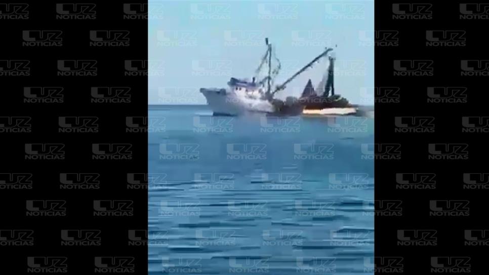 Barcos sardineros de Sonora saquean camarón en Topolobampo