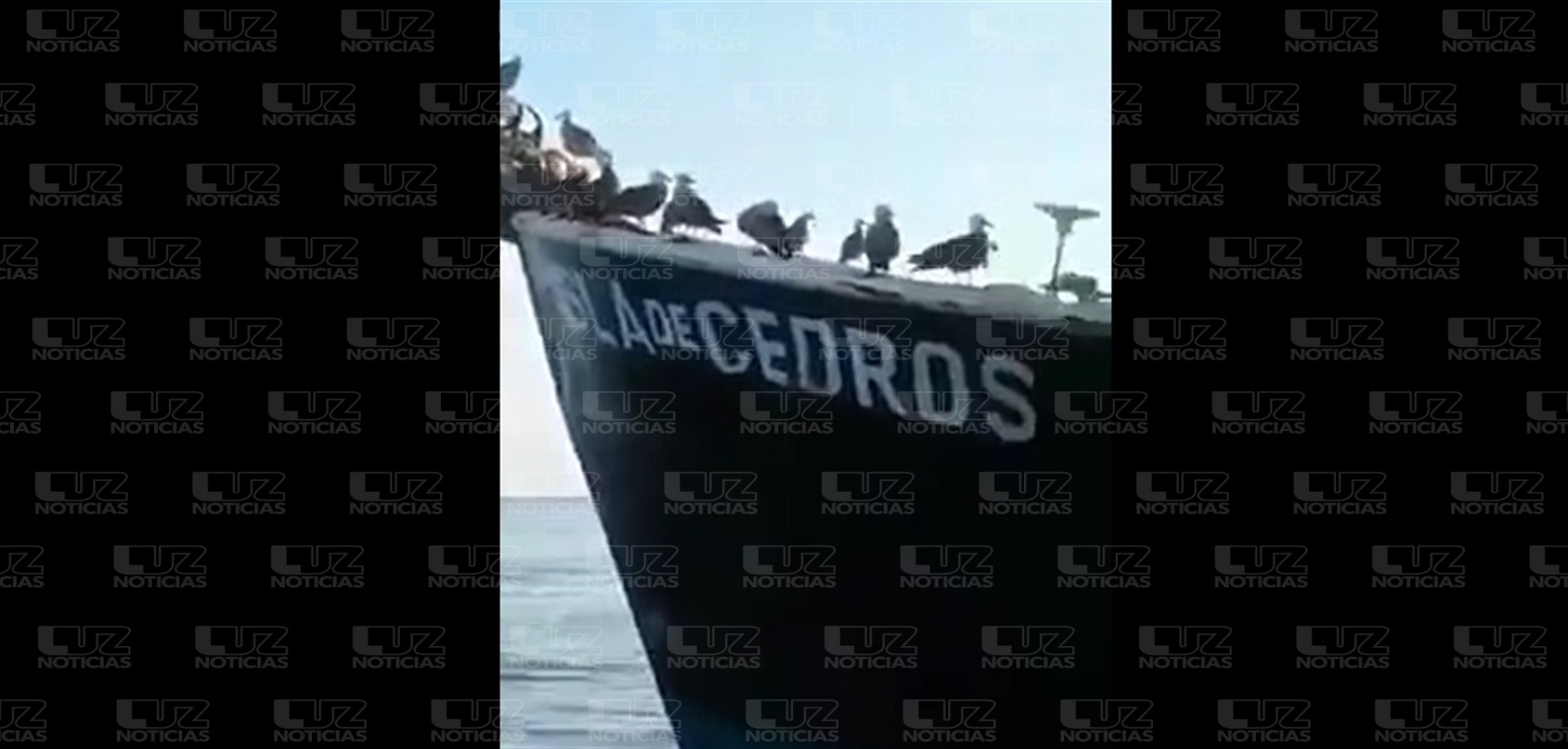 Acusan a Conapesca de ser omisa a denuncias por saqueo de camarón