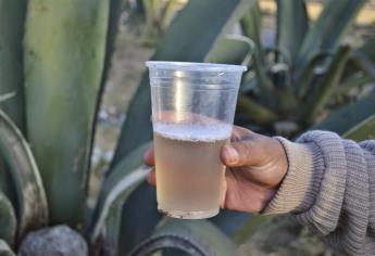 Aguamiel, del pulque a bebida probiótica contra colon irritable