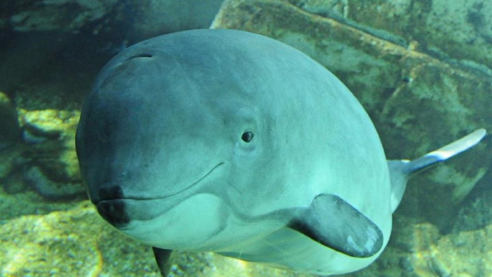 SeaWorld Orlando suma acciones para rescatar la vaquita marina