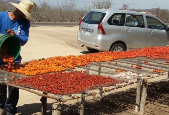 Se adelanta la temporada de la mejor ciruela de Sinaloa