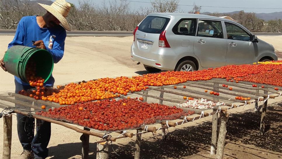 Se adelanta la temporada de la mejor ciruela de Sinaloa