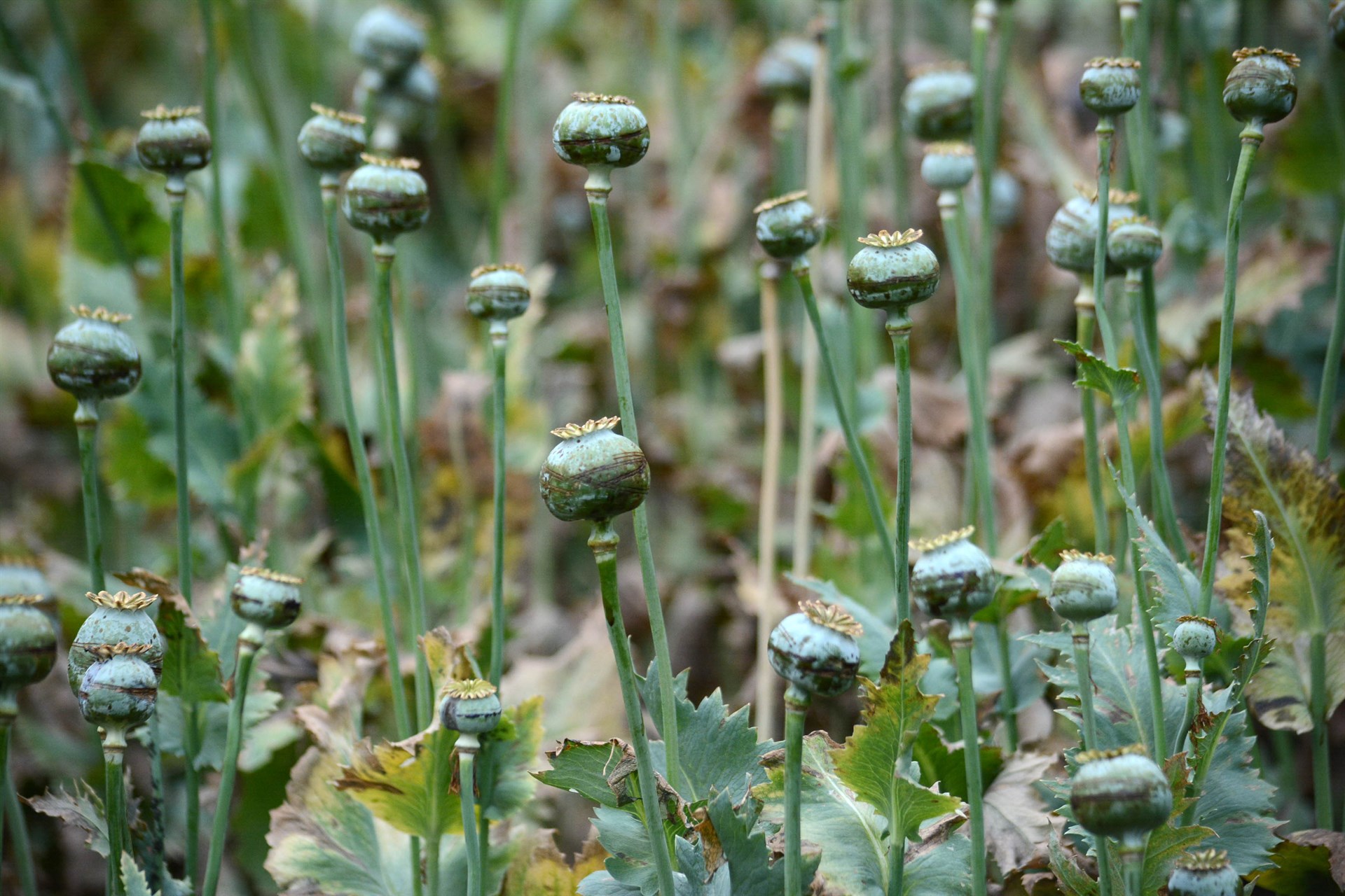 Consumo de opiáceos en EU genera caos en México: The Washington Post