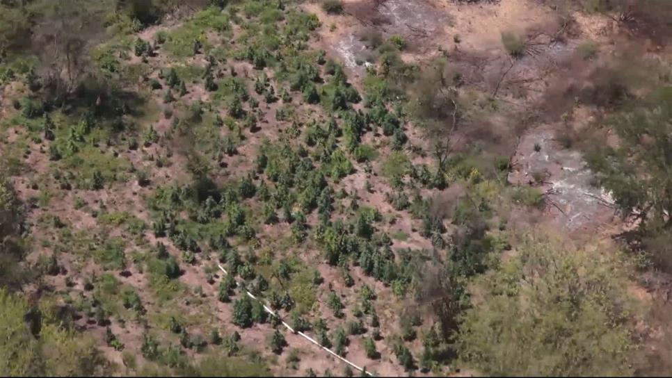 Hallan sembradíos, toma clandestina y narcolaboratorio