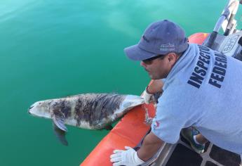 México trabaja para conservar especies marinas en riesgo