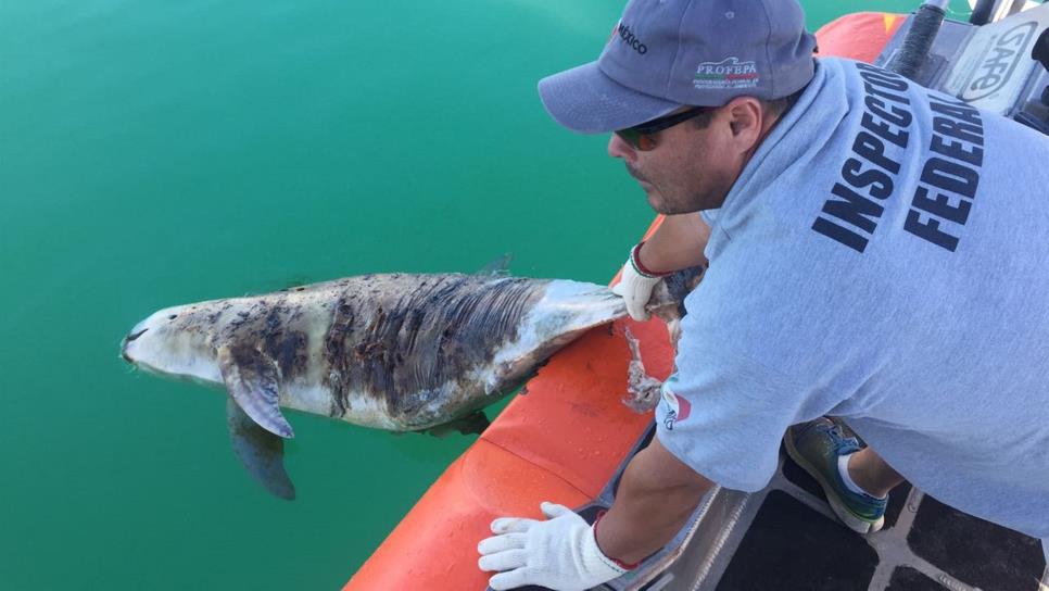 México trabaja para conservar especies marinas en riesgo