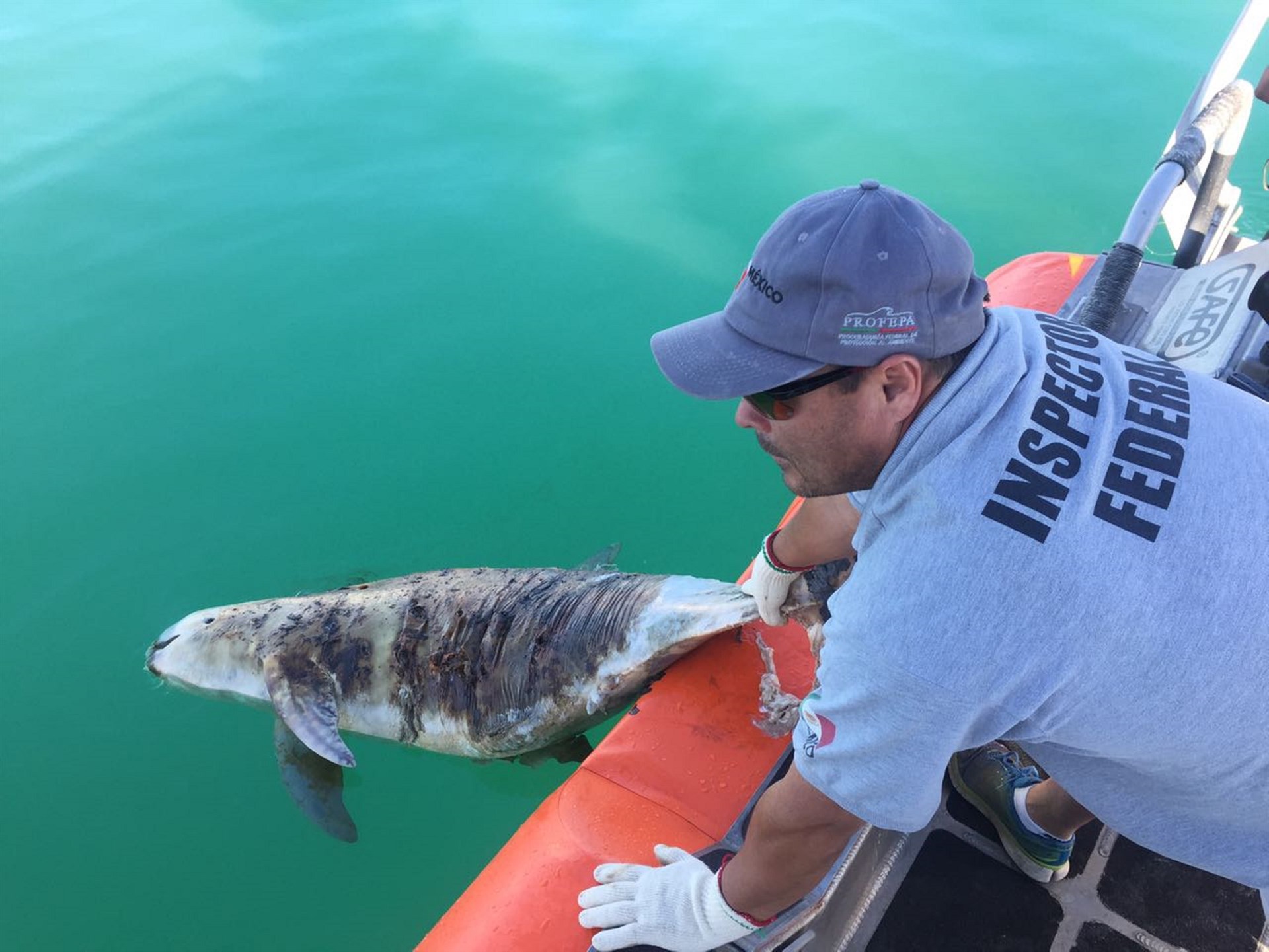 México trabaja para conservar especies marinas en riesgo