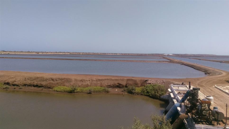 Robos provocan pérdidas por 6 mdp en granjas acuícolas de Ahome