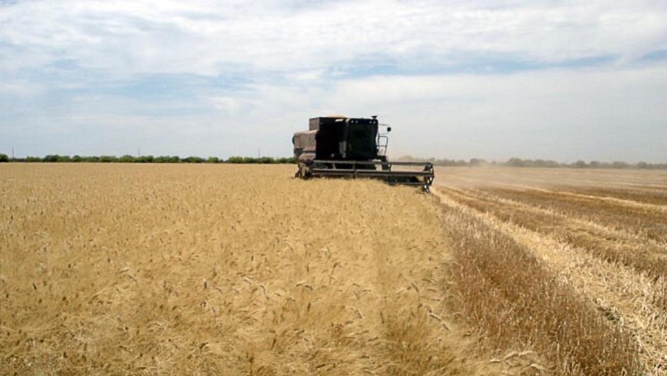Sonora es el principal productor de trigo en México