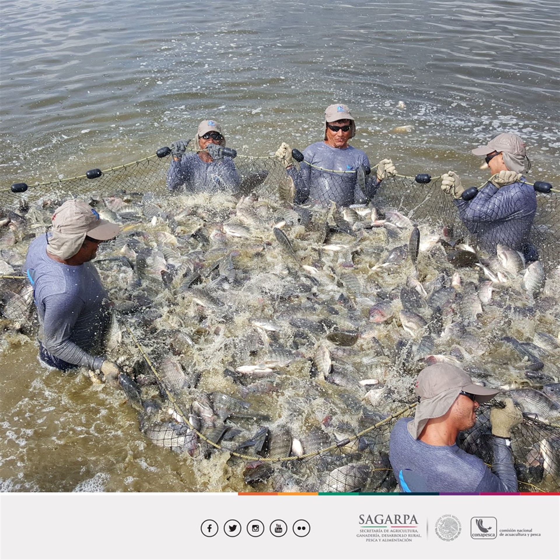 Acuicultura, podría garantizar alimentos de mar en los próximos años