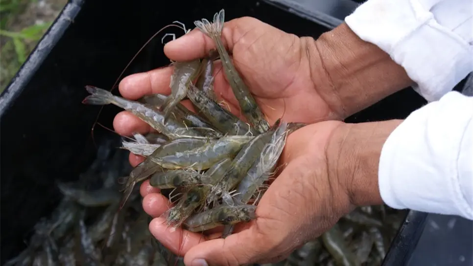 Productores se quejan de la calidad del camarón que se importa. FOTO: Luz Noticias | Temática.