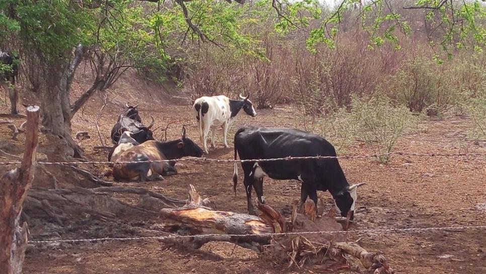 Reportan mortandad por intoxicación de ganado en Elota: UGRS