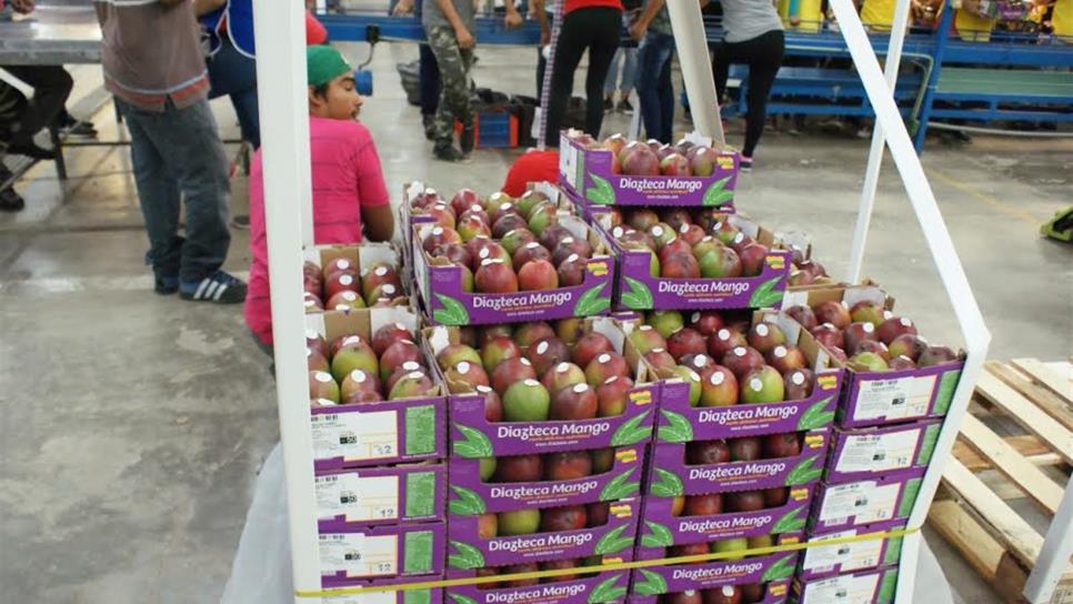 Sale primer embarque de mango sinaloense a Europa