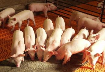 Investigador patenta aditivo en alimento para porcinos en Sinaloa