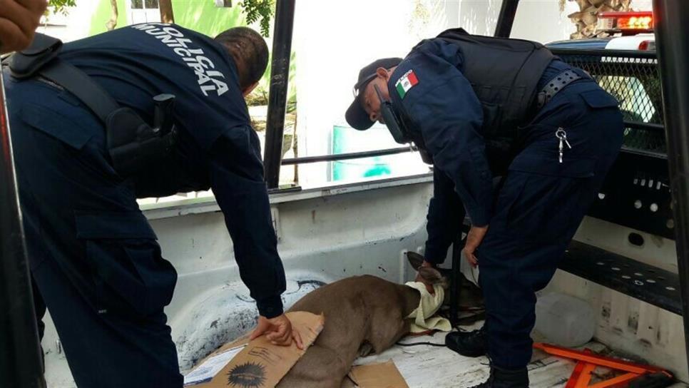 Arrolla vehículo a venada preñada Arrolla vehículo a venada preñada