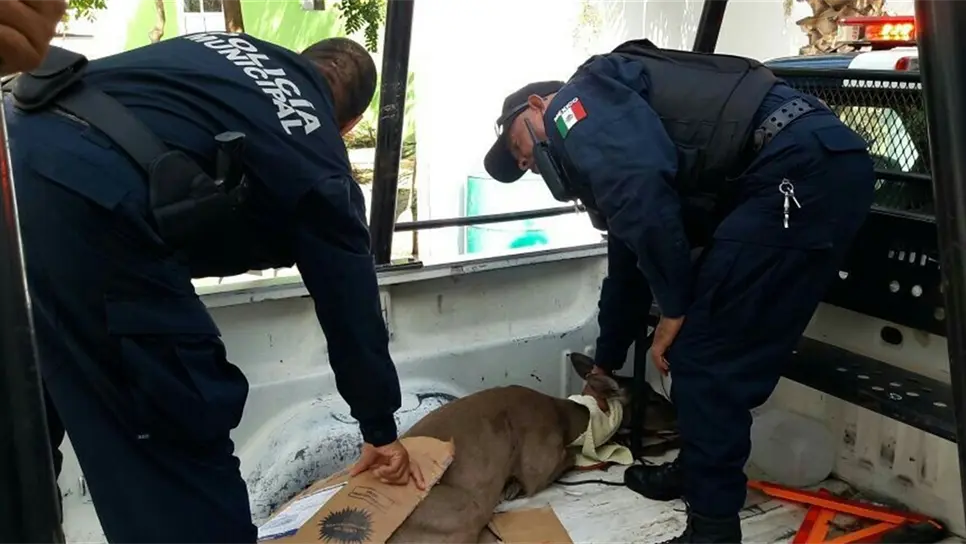 Arrolla vehículo a venada preñada