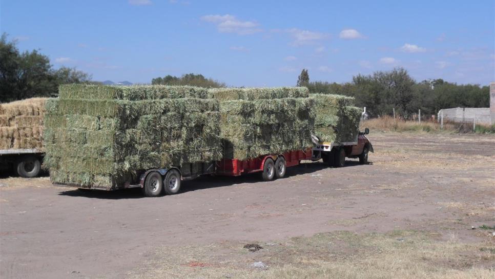 Muere vaquero tras caer de un montón de pacas