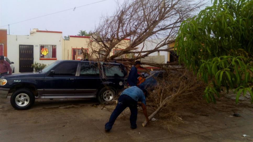 Fuertes lluvias y vientos derrumban árboles en Mazatlán