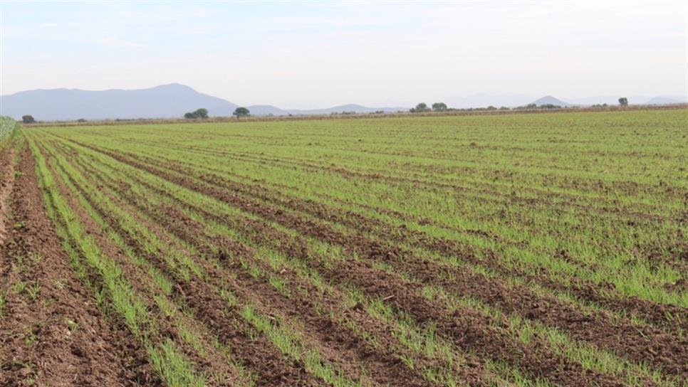 Economía de Sinaloa contraída por mal año agrícola