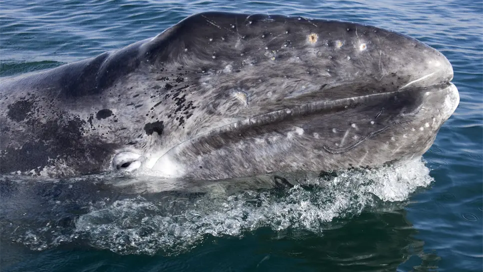 Avistamiento de ballenas, “imán” para llegada de turistas a BCS