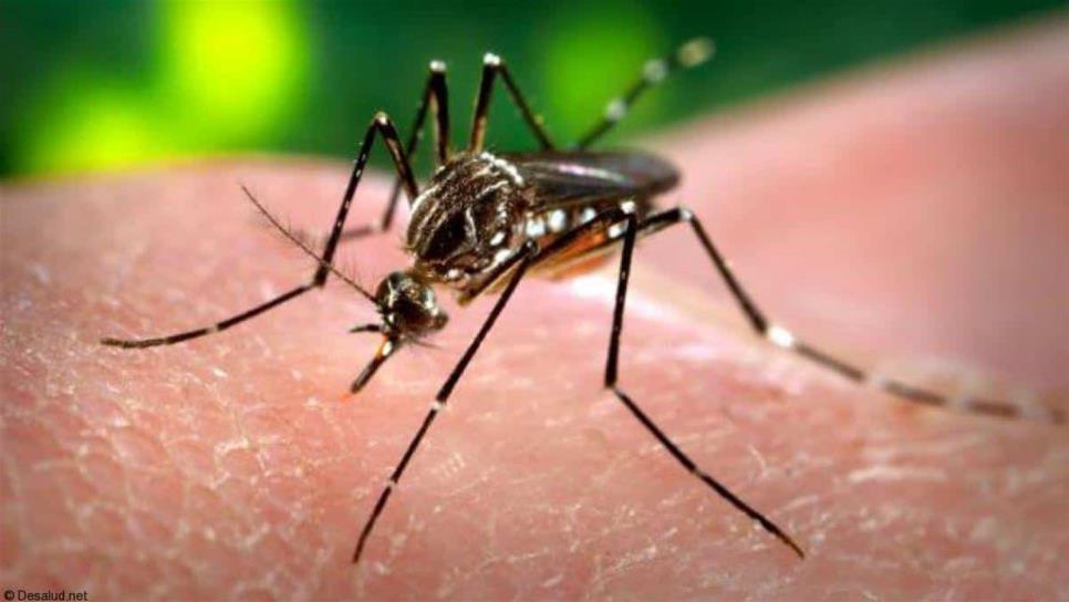 Aumenta riesgo de picaduras de mosquito en lluvias y calor