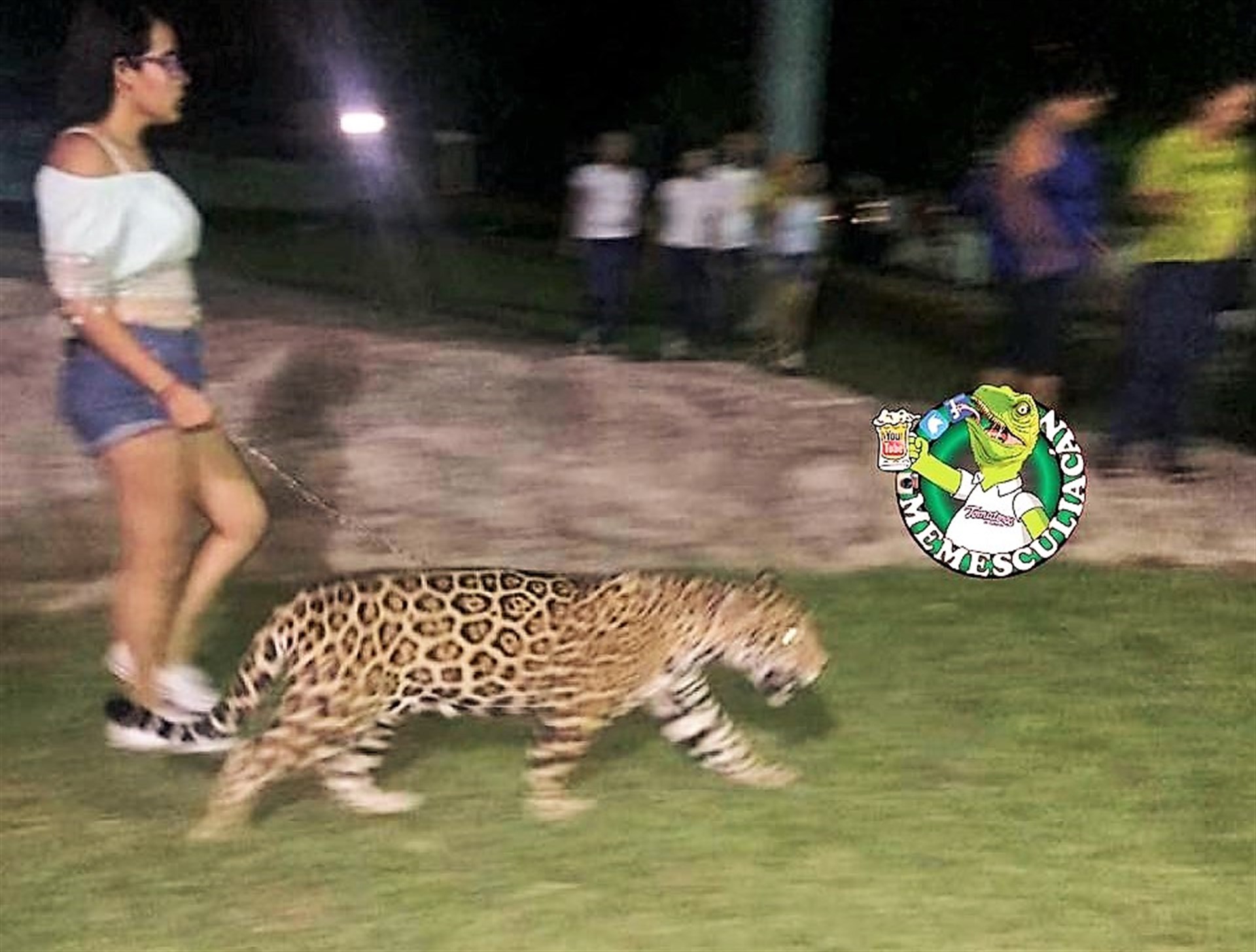 Profepa multará a la llamada “LadyJaguar”