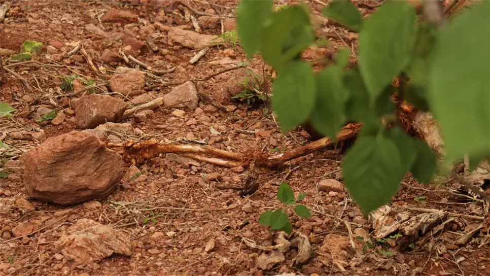 El cuerpo estaba a unos metros de la carretera. FOTOS: Martín Ruiz
