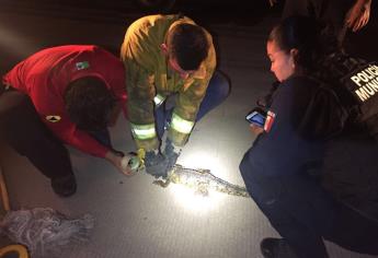 PC y Bomberos atrapan un reptil al sur de Culiacán