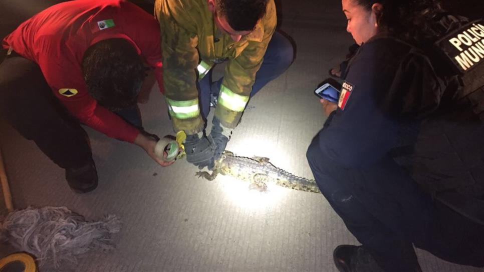 PC y Bomberos atrapan un reptil al sur de Culiacán