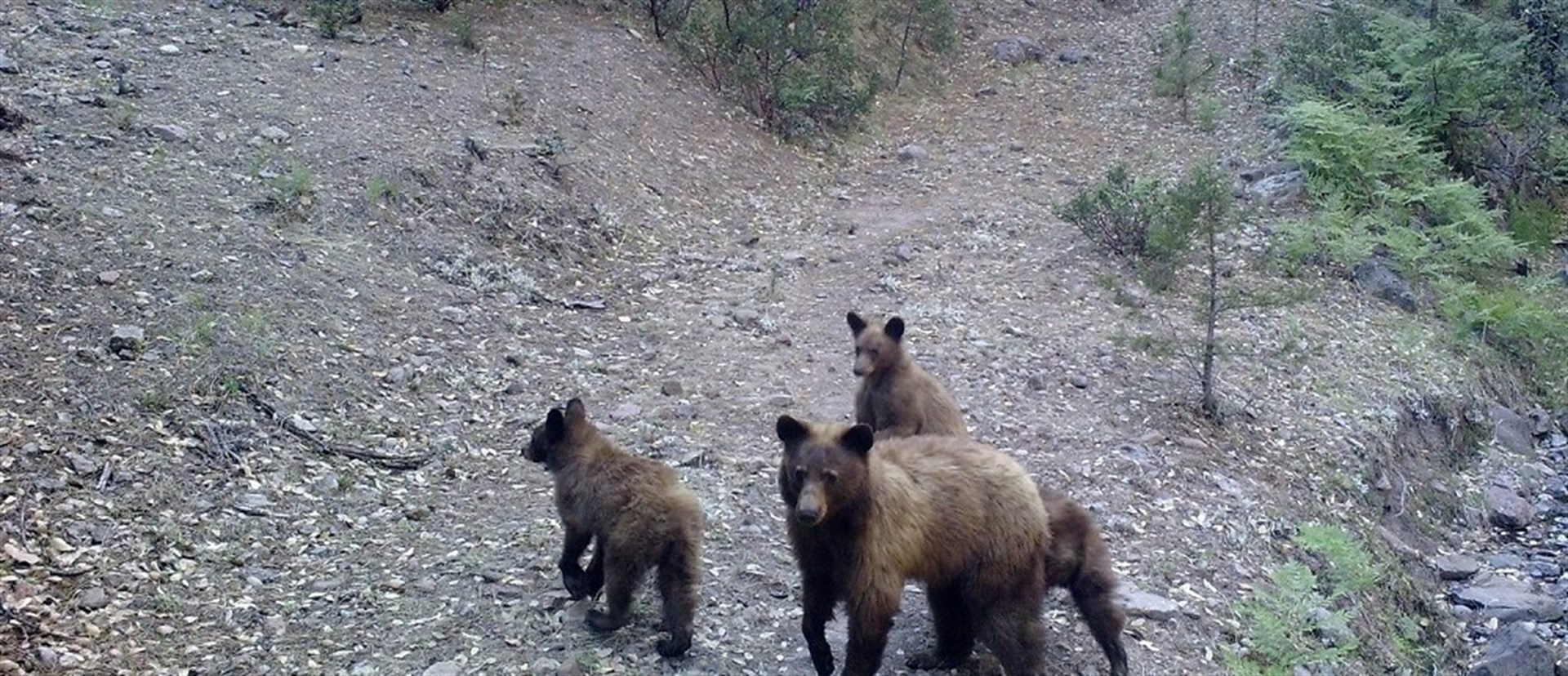 La hembra con sus crías captada por cámaras trampa. FOTOS: CONANP