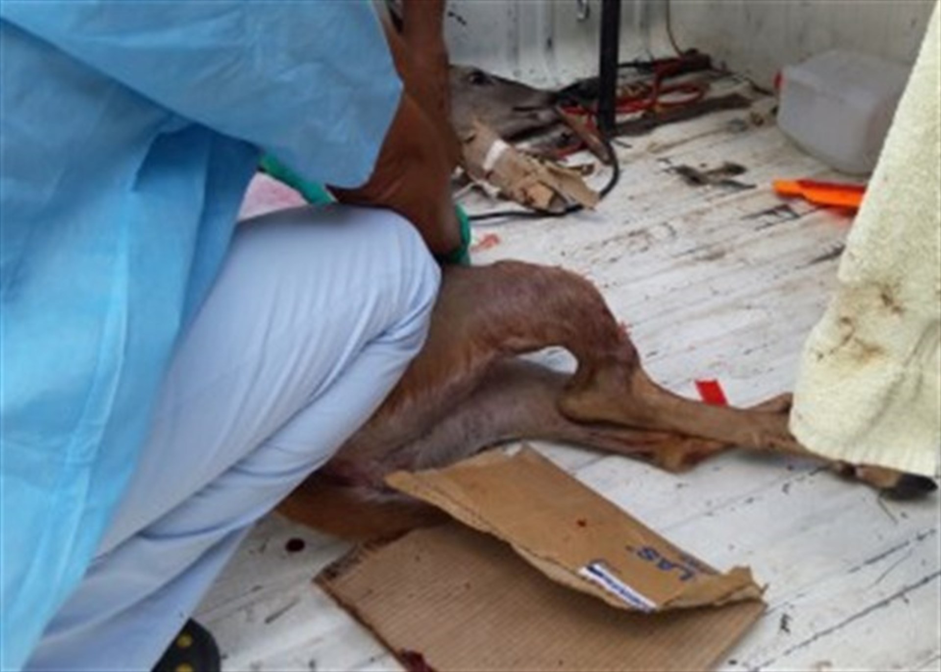 Atropellan un venado en Mazatlán