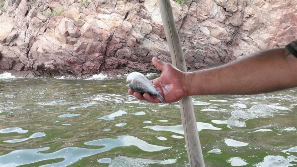 Piden turisteros investigar contaminación de bahía de Topolobampo