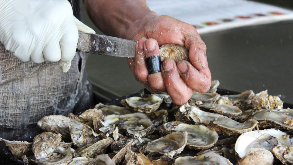 Exhorta Coepriss evitar consumo de moluscos de la bahía de Ohuira