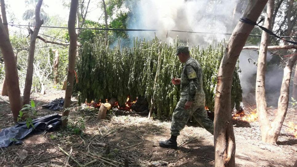 Destruyen plantío y secadero de mariguana en Pericos
