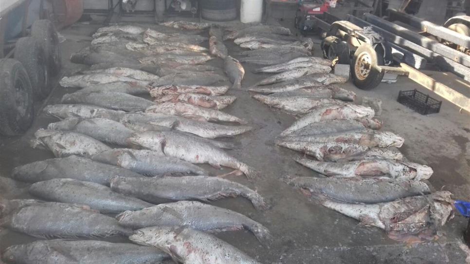 Semarnat publica norma contra pesca y tráfico ilícito de totoaba