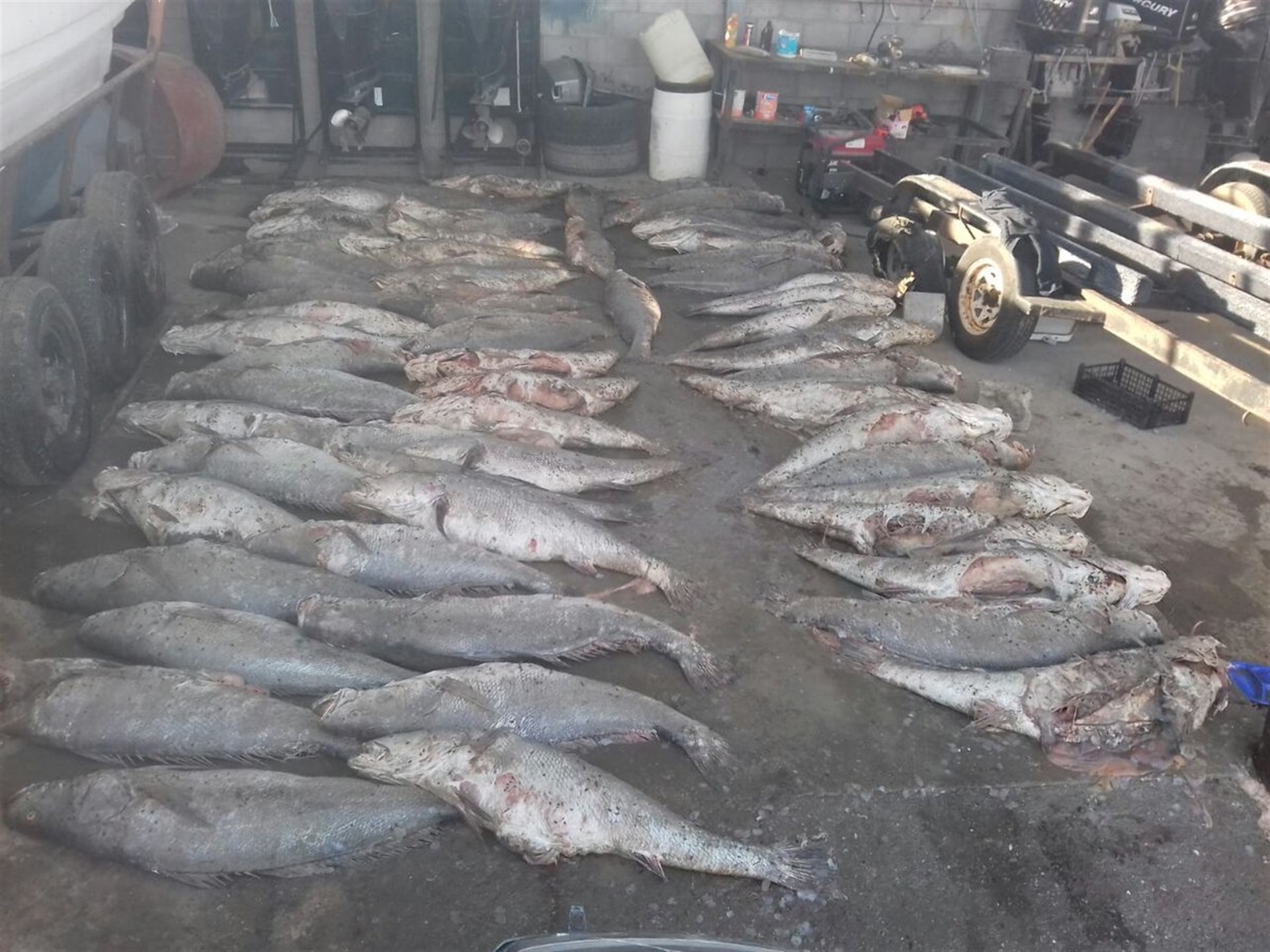 Semarnat publica norma contra pesca y tráfico ilícito de totoaba