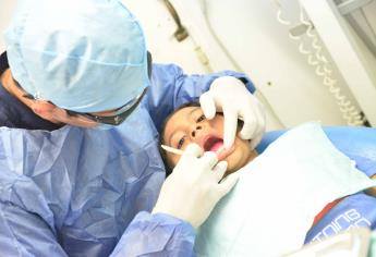 Piezas dentales podrían regenerarse a partir de huesos de cerdo y res