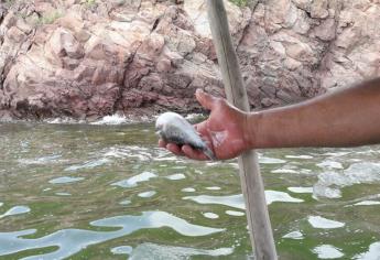 Confirman presencia de marea roja en la Bahía de Ohuira