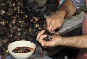 Preocupa a productores de moluscos psicosis por contaminación