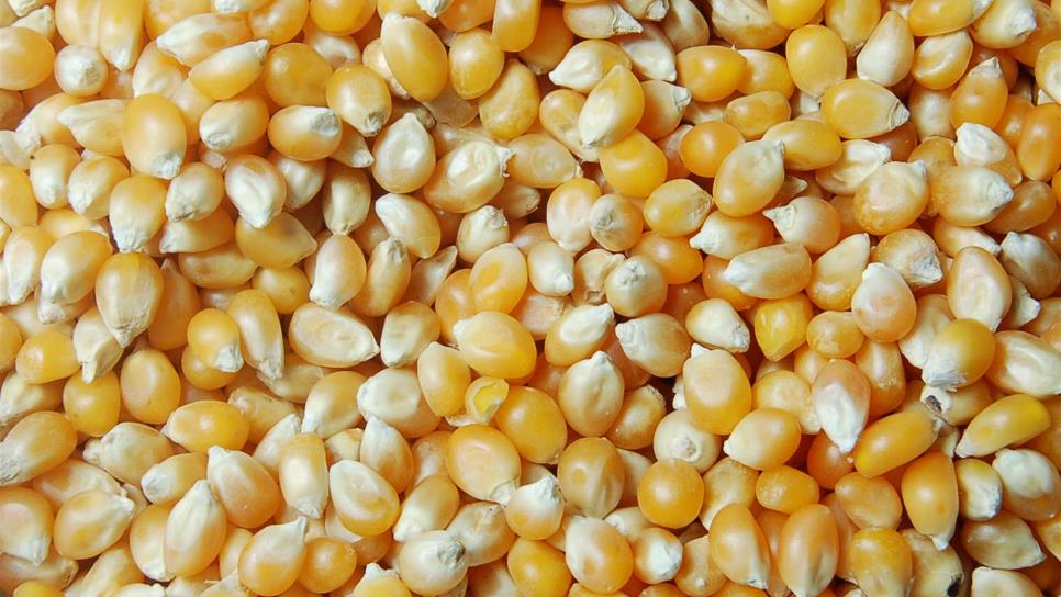Mercado de semillas piratas deja pérdidas por 80 mdd anuales