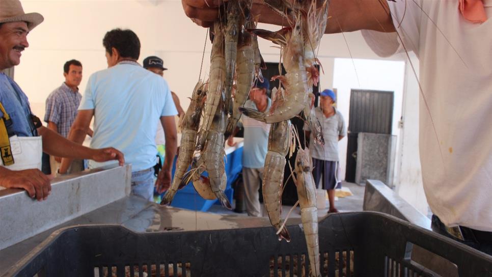 Reactiva pesca del camarón a pescadores de Sinaloa