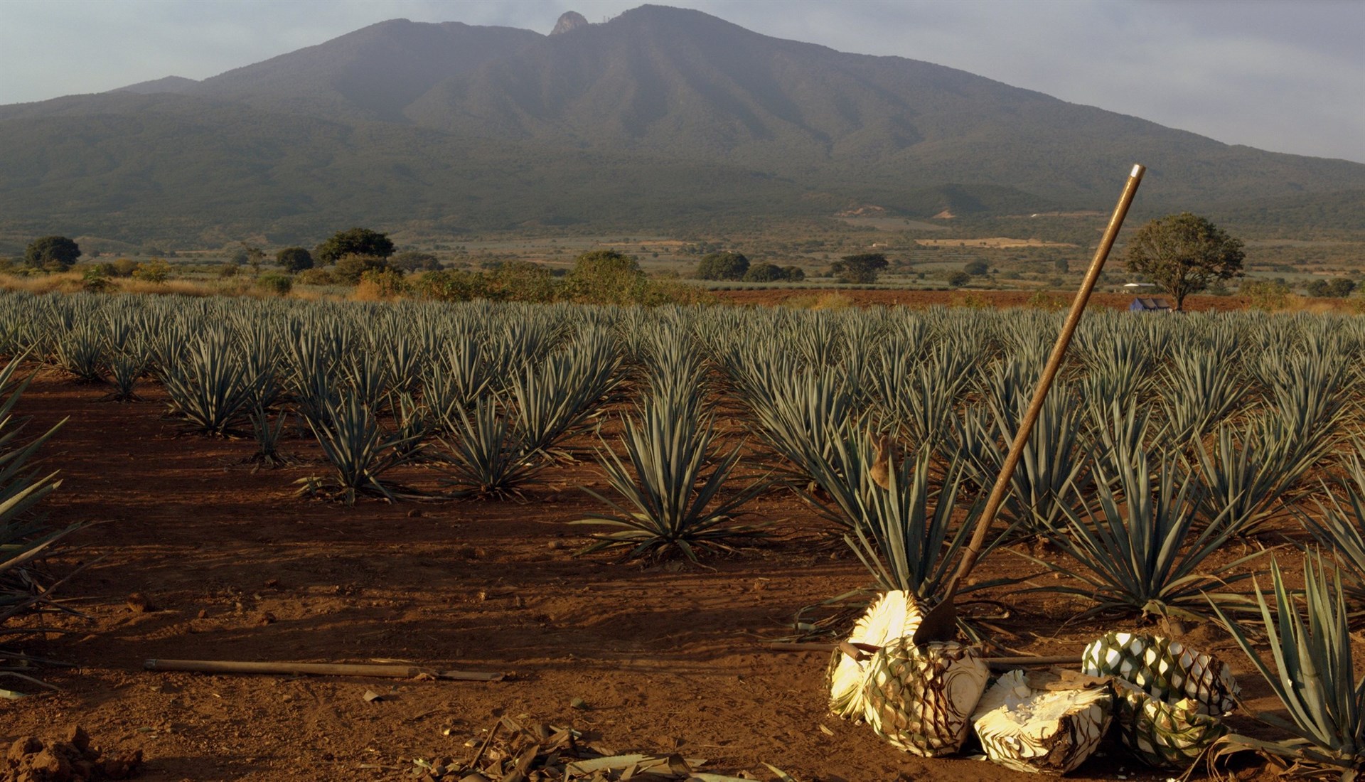 Diputados solicitan industrialización de tuna, nopal y maguey