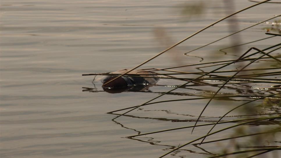 Localizan muerto a un vaquero en el canal Sicae