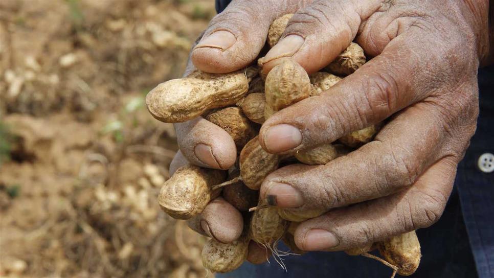 Generalizan apoyos a productores de cacahuate de temporal